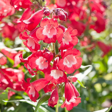 Red Penstemon Hartwegii Flower Seeds for Planting - 100 pcs