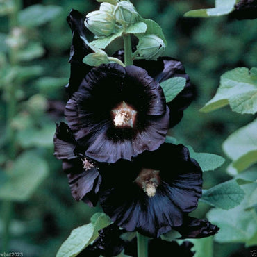Hollyhock flower Alcea rosea seeds for planting in cottage gardens or flower beds