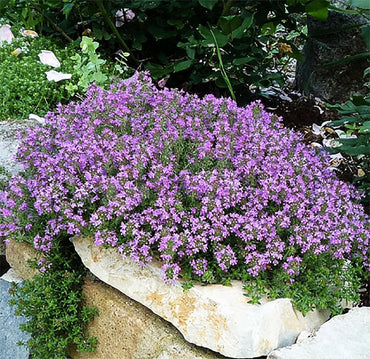 Heirloom Non-GMO Thymus Serpyllum Flower Seeds for Planting – Creeping Thyme Ground Cover