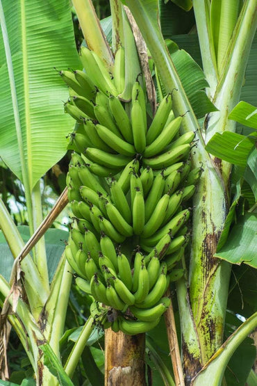 Fresh Banana Fruit Seeds for Planting Dark Green - Hardy, Beautiful & Edible Banana Plant