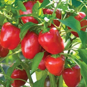 Mini Red Bell Pepper Capsicum Annuum Vegetable Seeds for Planting in Vertical Garden and Home Garden Spaces