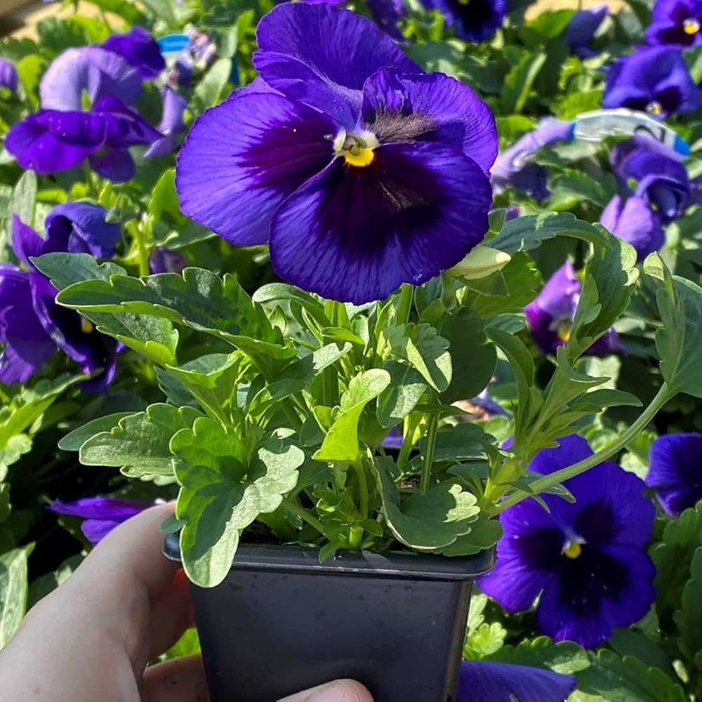 Pansy flower Inspire Blue Velvet seeds for long-lasting annual garden color