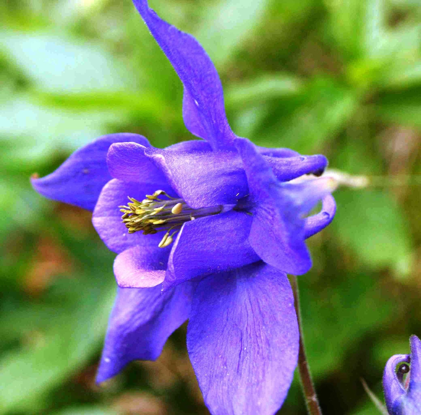 Dark purple Columbine flower seeds for planting hummingbird gardens