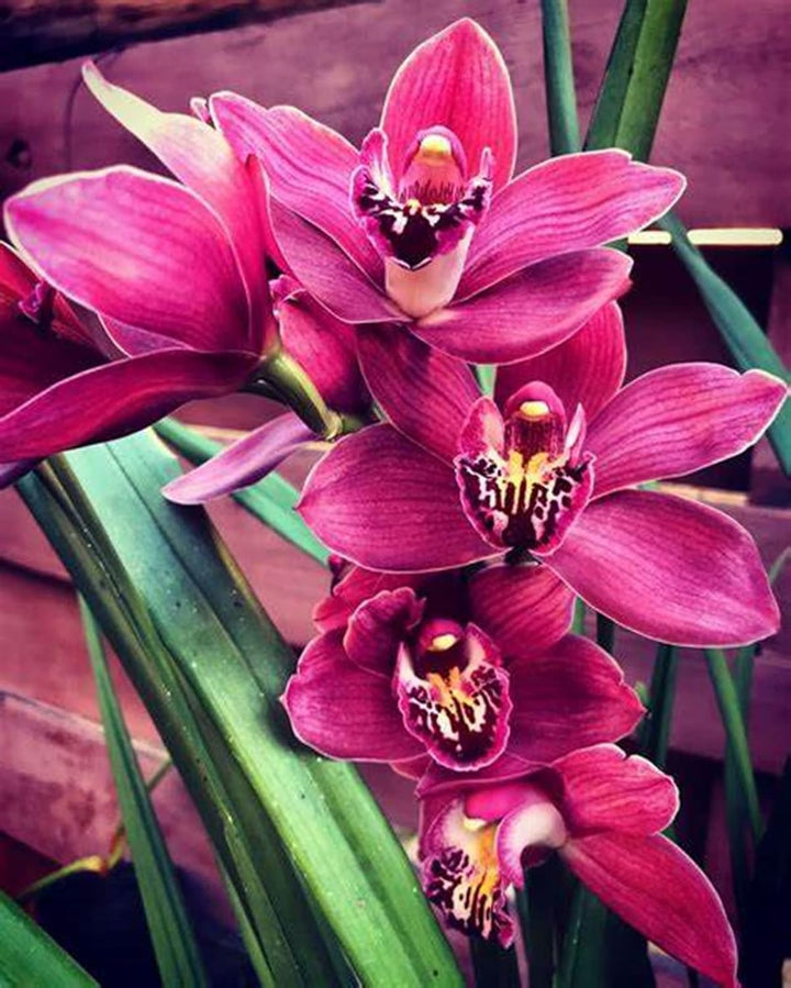 Heirloom Non-GMO Burgundy Cymbidium Orchid Flower Seeds for Garden Planting