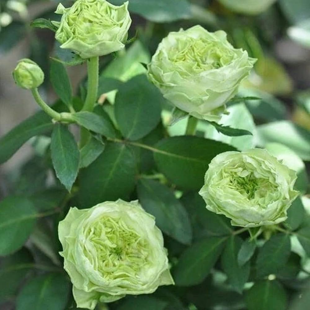 Green Rose Unique Perennial Flower - for planting in home garden