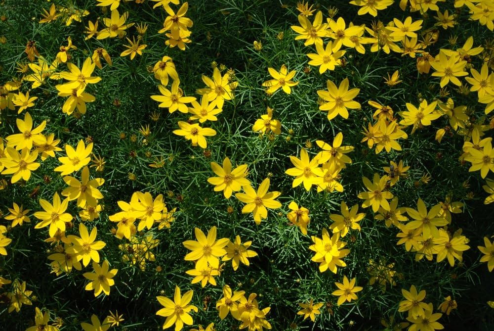Bidens flower Bidens ferulifolia annual seeds for planting in home garden or sunny balcony containers
