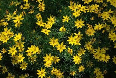 Bidens flower Bidens ferulifolia annual seeds for planting in home garden or sunny balcony containers