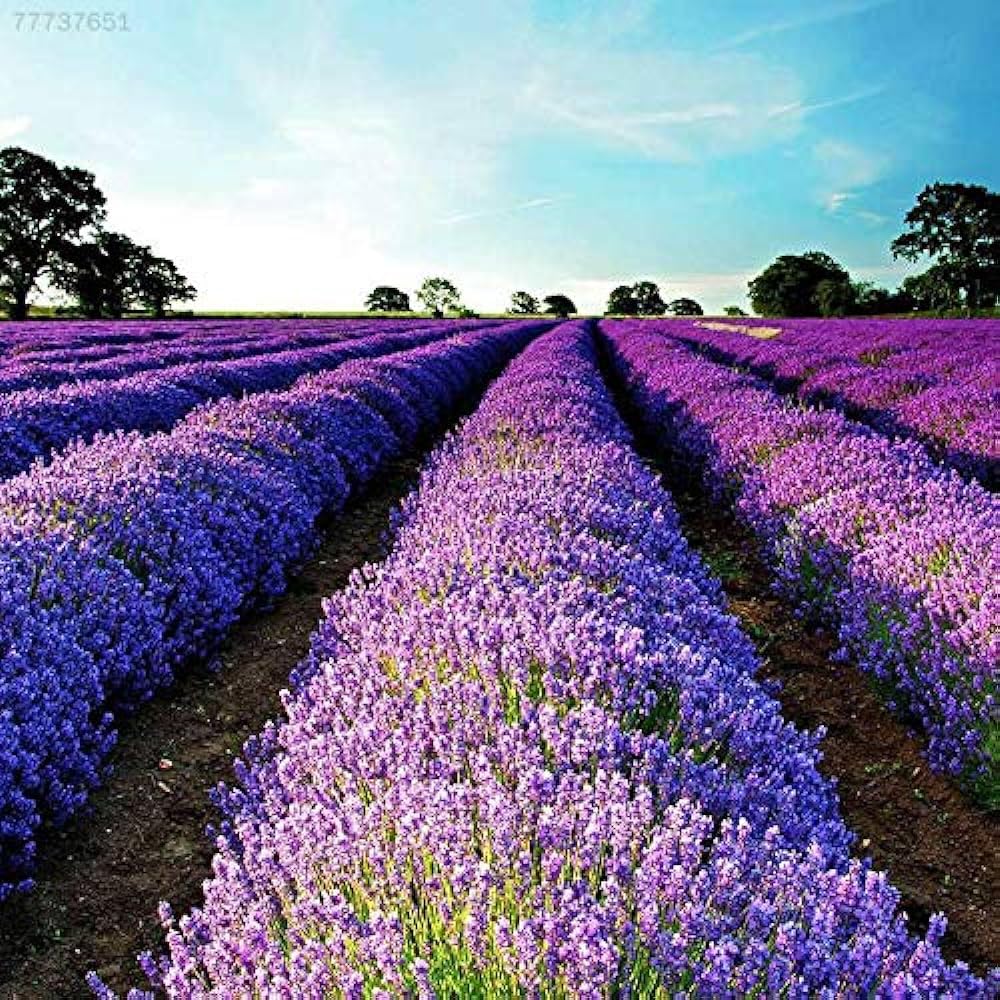 Exotic Lavender Romantic Garden Flower Seeds