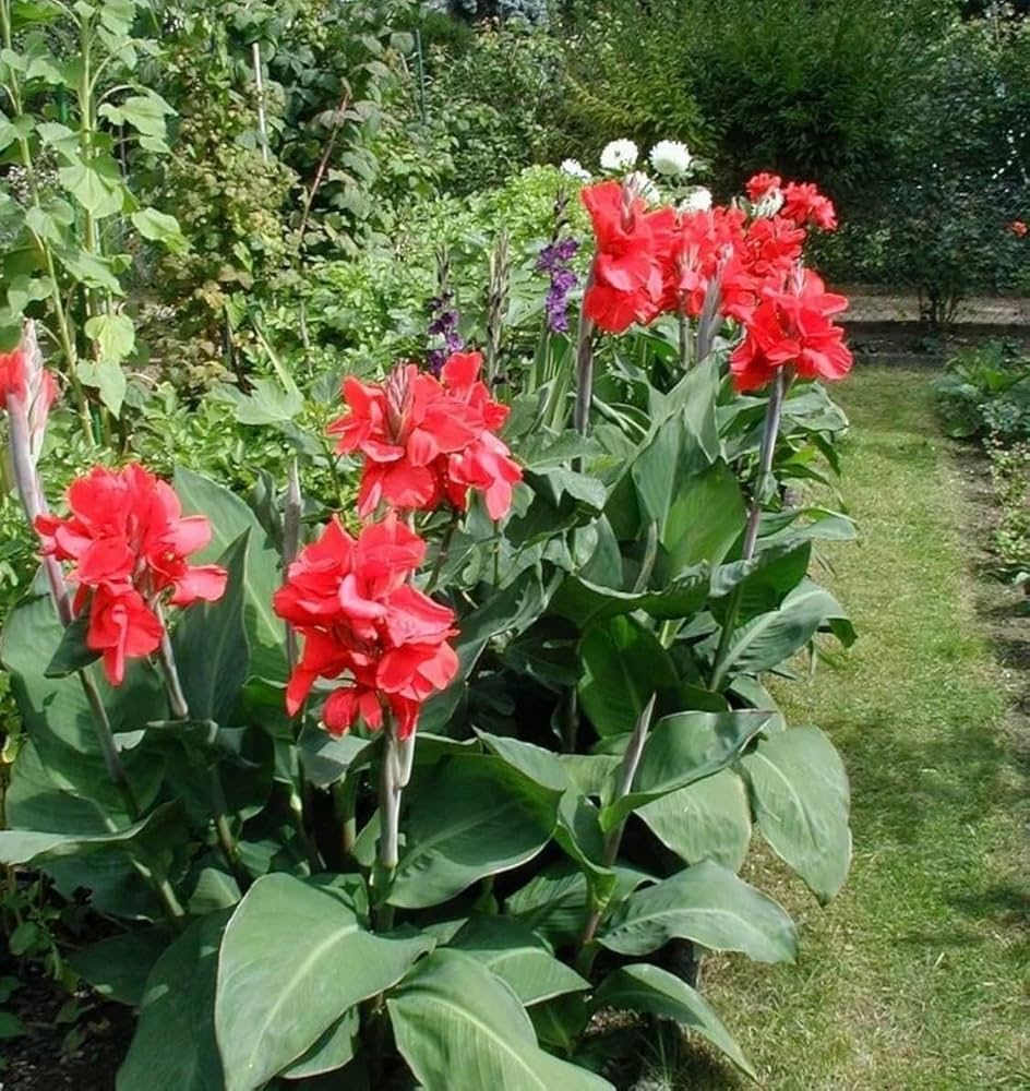 Canna Flower Seeds for Planting 100