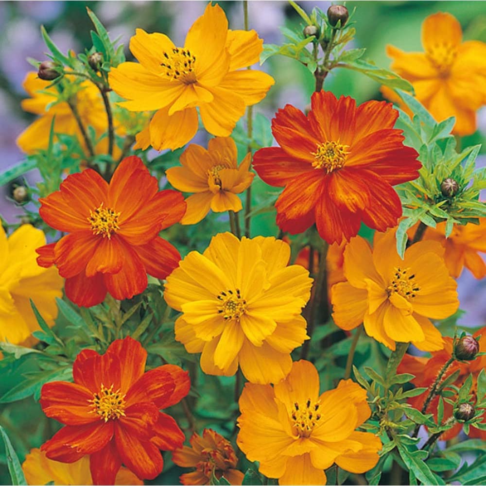Orange Cosmos-Sensation flowers grown from seeds with bright orange petals and feathery foliage