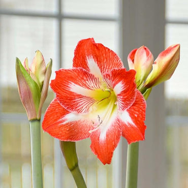 Organic Heirloom Non-GMO Amaryllis Seeds for Planting – Healthy Vibrant Blooms