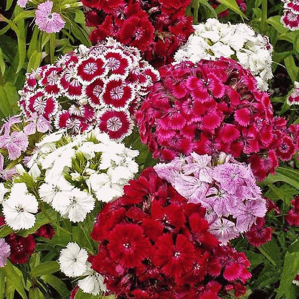 Dianthus Barbatus Bonsai seeds producing compact, colorful "Sweet William" blossoms with frilled edges, perfect for small pots and bonsai displays
