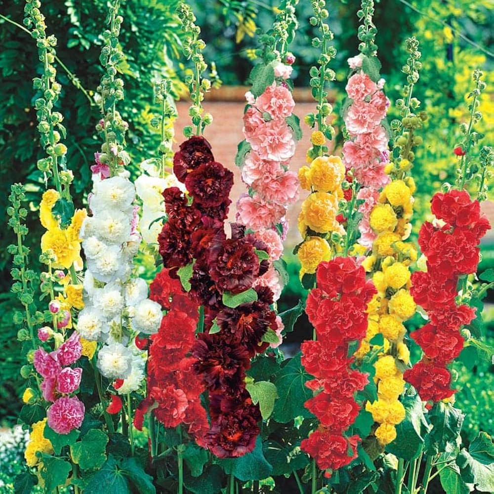 Hollyhock flower Alcea rosea summer carnival mixed color seeds for planting in backyard garden or containers