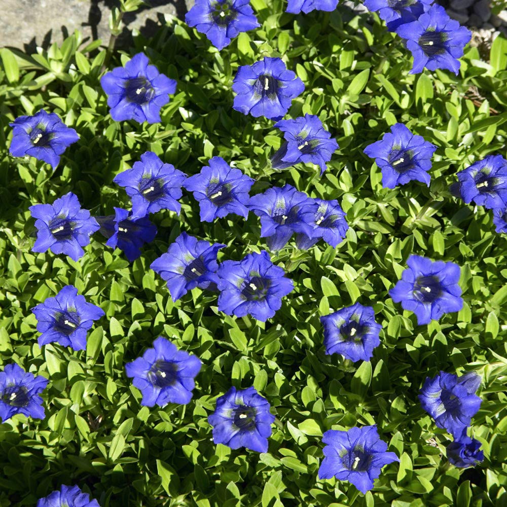 Largeleaf Blue Gentian Perennial Flower Seeds for Garden