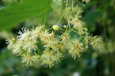 Genipap Littleleaf Flower Seeds for Planting - 100 pcs