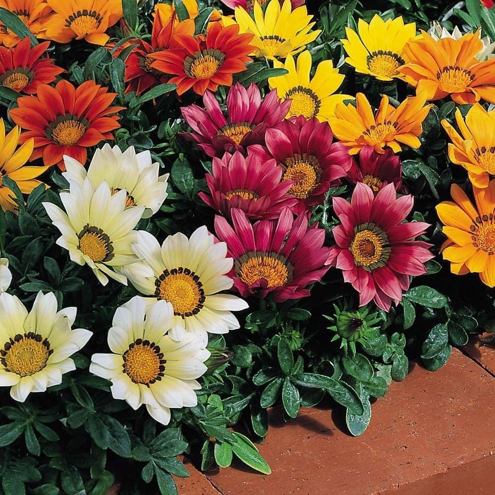 Gazania Daybreak Series mix flower seeds for sun-loving annual color