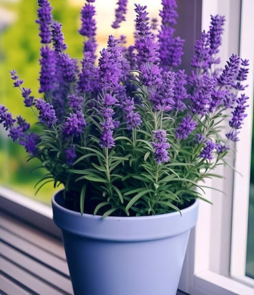 Lavender Evergreen Flower Seeds