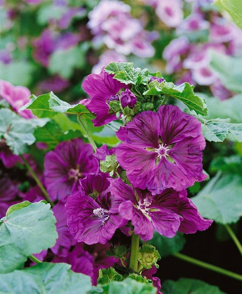 Hollyhock flower Alcea rosea double red perennial seeds for planting in sunny flower borders