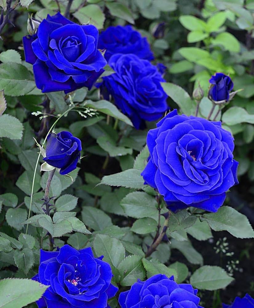Blue Climbing Rose F2 Perennial Flower Seeds