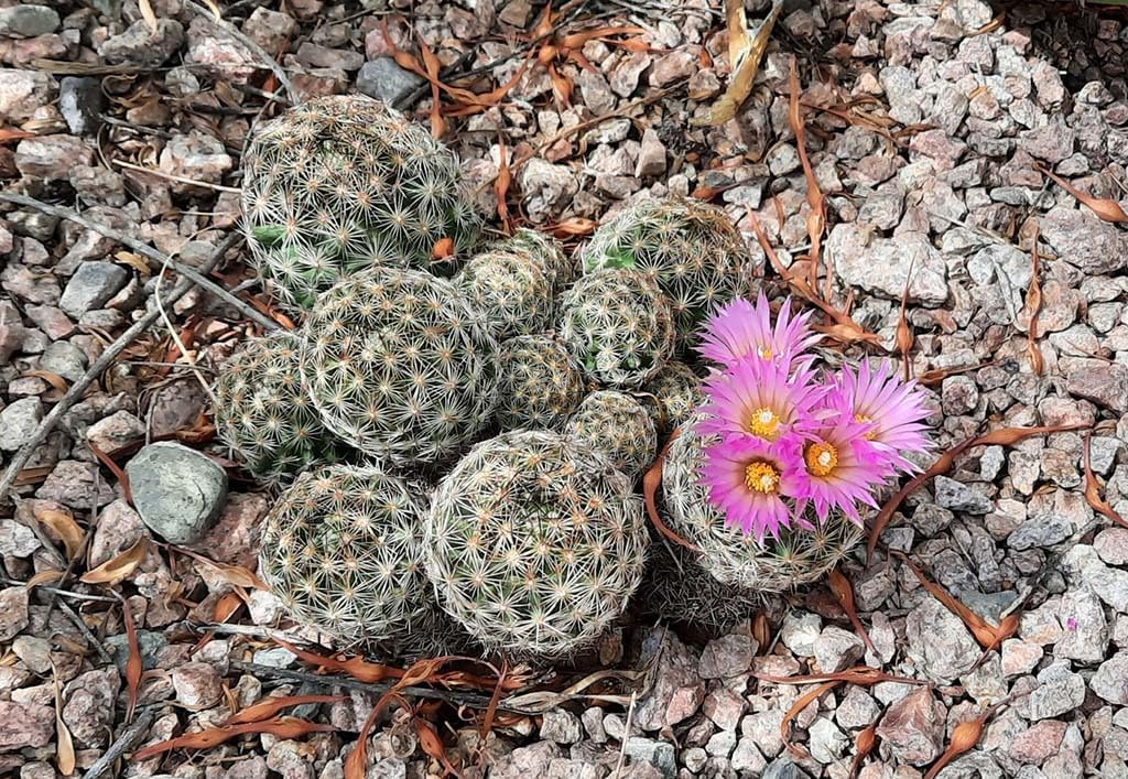 Heirloom Escobaria Vivipara Flower Seeds for Planting, Non-GMO