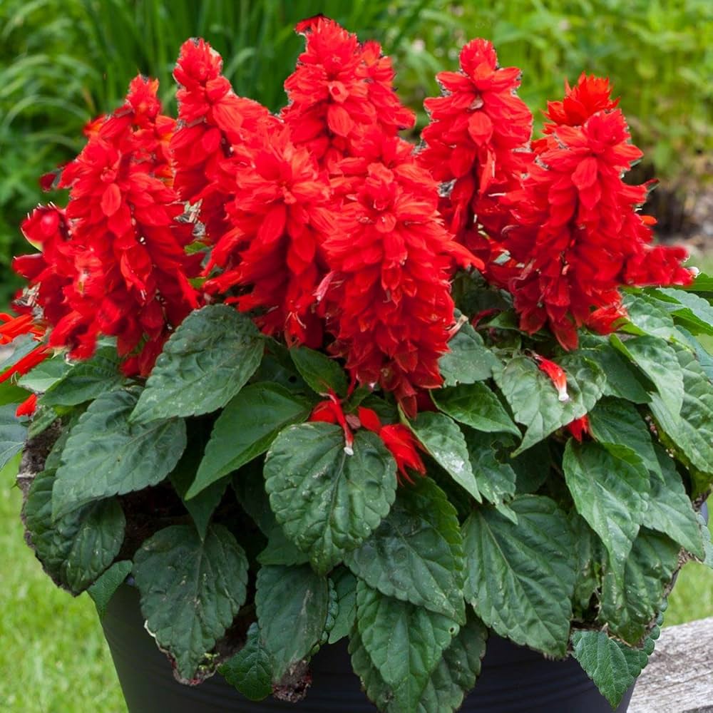 Salvia Splendens Sizzler Salmon flower seeds – bright ornamental bedding