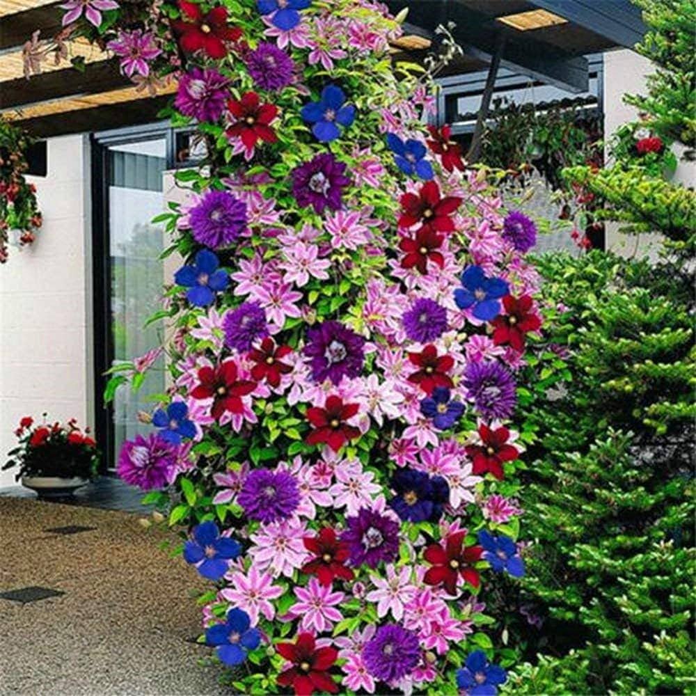 Clematis Mixed Climbing Flower - for planting in home garden