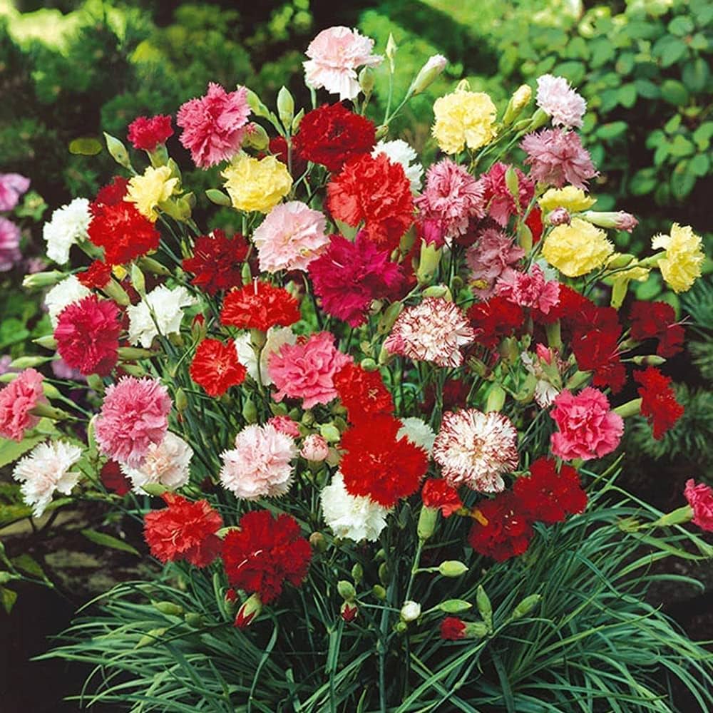 Fragrant Carnation Mixture