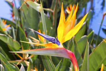 Heirloom Non-GMO Yellow Strelitzia Reginae Flower Seeds for Planting – Tropical Bird of Paradise Seeds