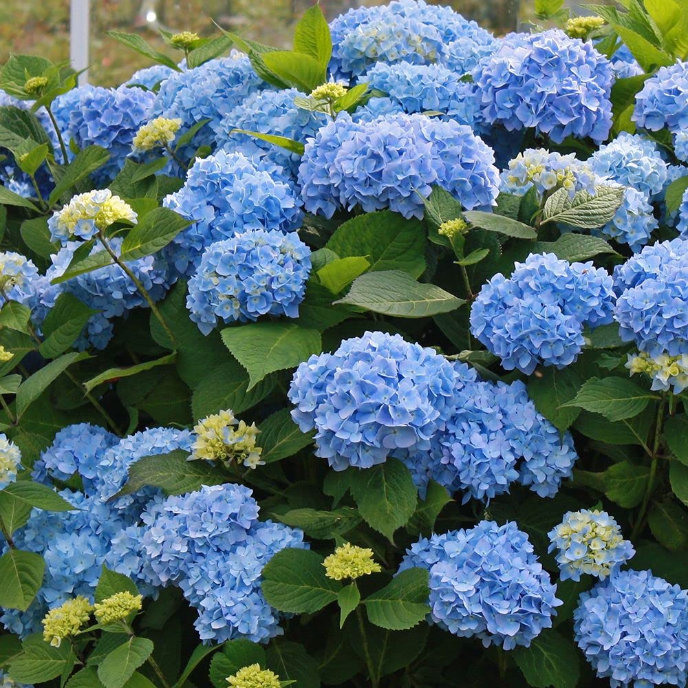 Hydrangea flower Hydrangea macrophylla seeds for planting in garden beds or decorative pots