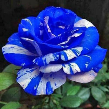 Tiger Stripe Blue Rose Seeds for Planting – Heirloom, Non-GMO Flower Seeds for Gardens