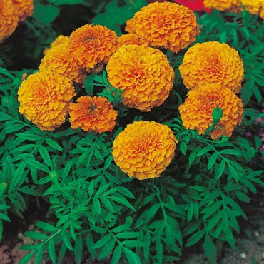 Marigold flower yellow and orange giant variety seeds for planting in sunny borders