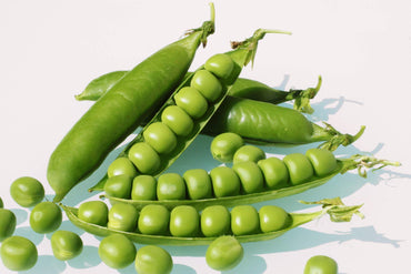 PLS 595 – Pea Seed