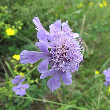 Organic Heirloom Non-GMO Scabious Seeds for Planting – Fresh Vibrant Garden Blooms