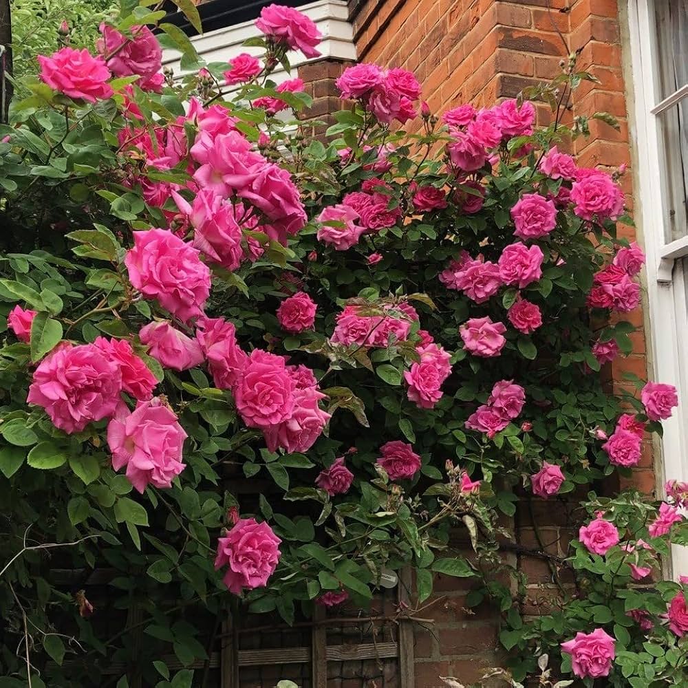 Zephirine Drouhin Rose Pink Rose Flower Seeds