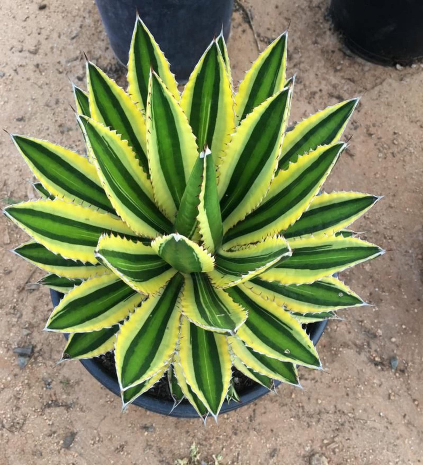 Agave Lophantha plant grown from seeds with spiky green leaves and yellow edging