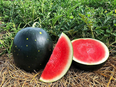 Watermelon Citrullus lanatus Fruit Seeds for Planting Little Red Variety in Backyard Garden