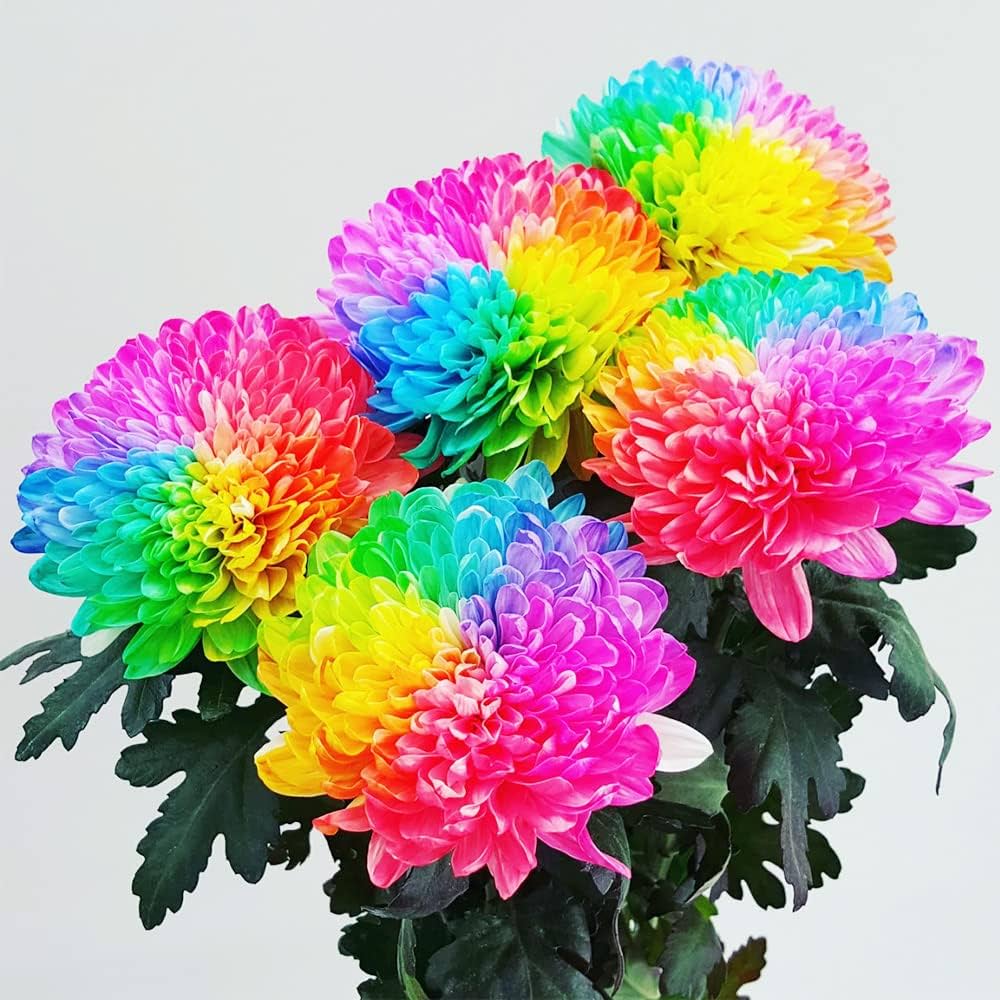 Aster Black Rainbow Chrysanthemum Perennial Flower - for planting in home garden