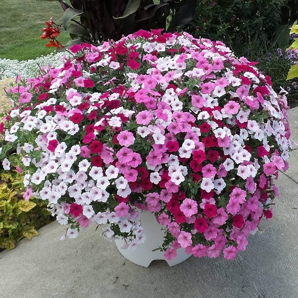 Petunia flower Petunia hybrida Shock Wave Pink Vein pelleted seeds for planting in hanging pots or window planters