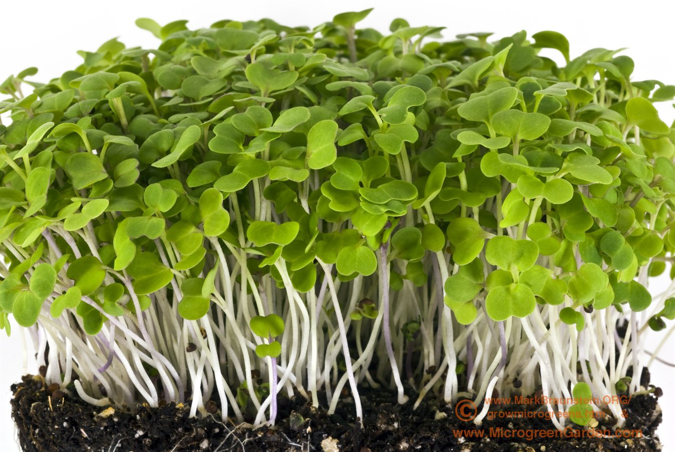 Mizuna – Organic Microgreen Seed