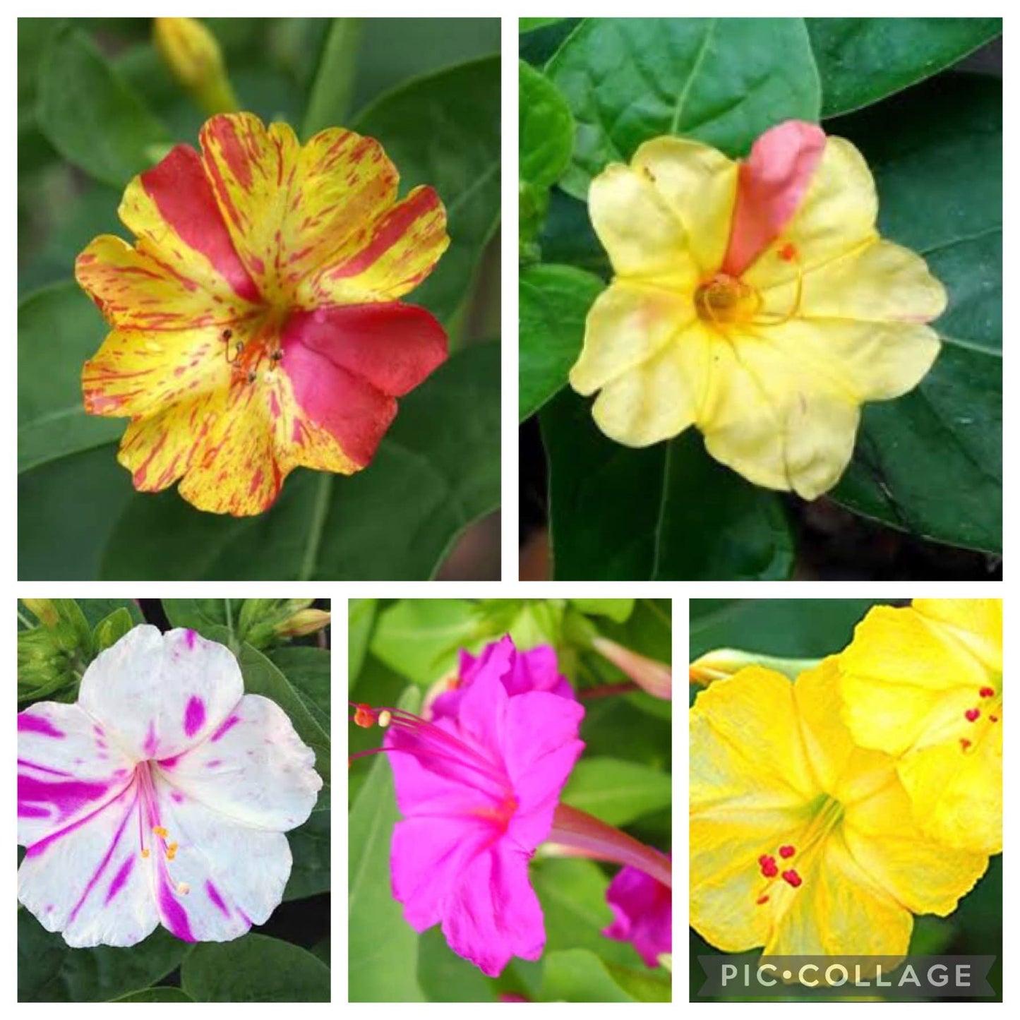 Four o'clock flower Mirabilis jalapa mixed seeds for planting in home garden beds or balcony planters