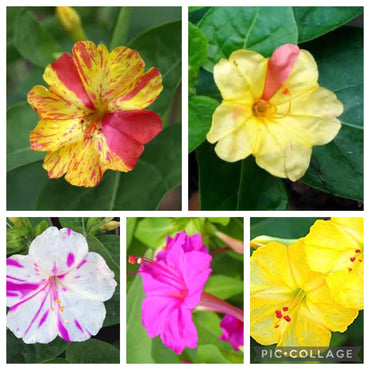 Four o'clock flower Mirabilis jalapa mixed seeds for planting in home garden beds or balcony planters