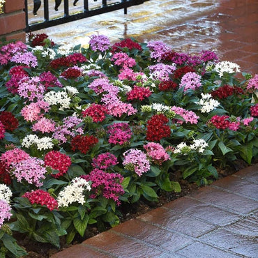 Pentas flower Pentas lanceolata Graffiti Violet star-shaped flower seeds for planting in sunny garden beds