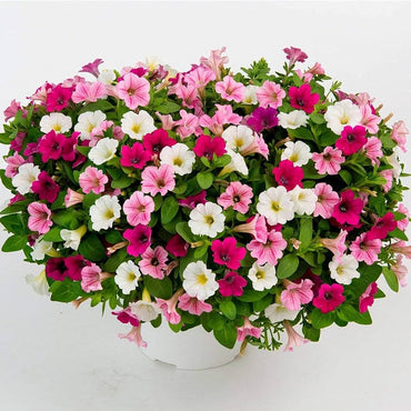 Petunia flower Petunia hybrida Shock Wave Volt Mix pelleted seeds for planting in home garden or patio planters