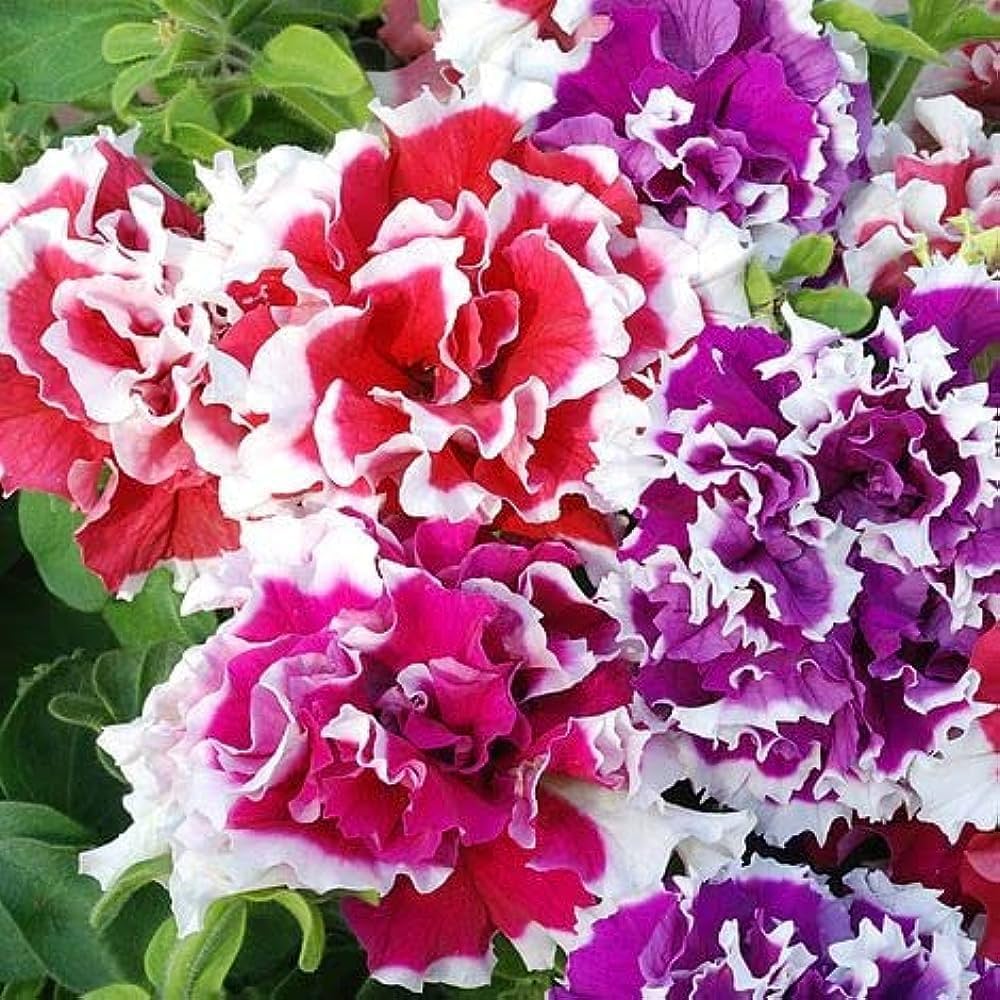 Double Petal Petunia Perennial Flower - for planting in home garden