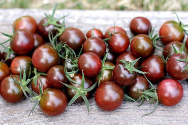 Honkin' Big Black Cherry tomato seeds Lycopersicon lycopersicum for bold sweet bites