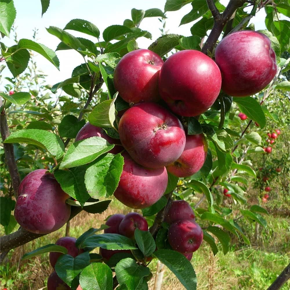 Burgundy Apple Fruit Seeds for Planting - Flavorful Burgundy Apples to Grow in Your Yard