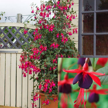Japanese Fuchsia Spectabilis Hanging Flower Seeds for Balcony and Garden Planting
