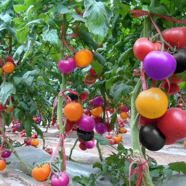 Rainbow tomato seeds for planting multicolored large heirloom fruits