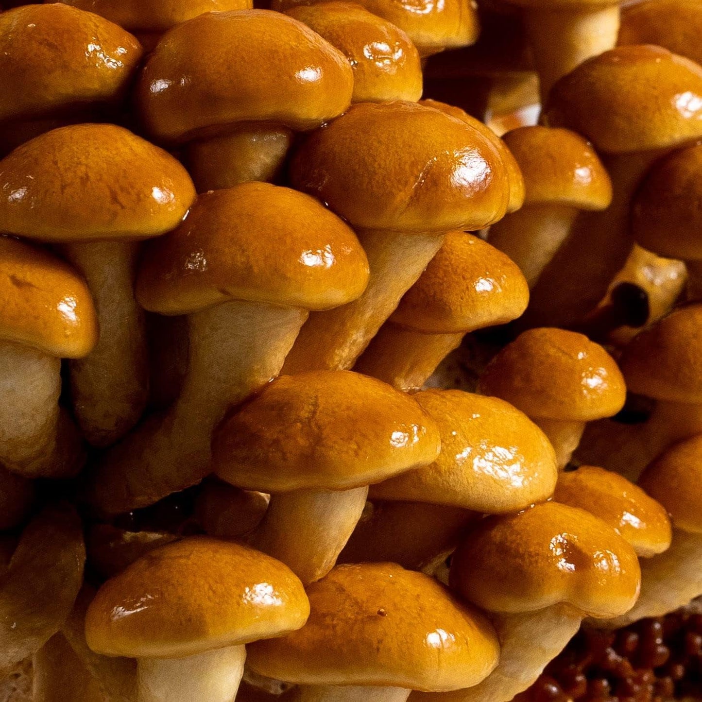 Nameko Mushroom Pholiota nameko spores for planting