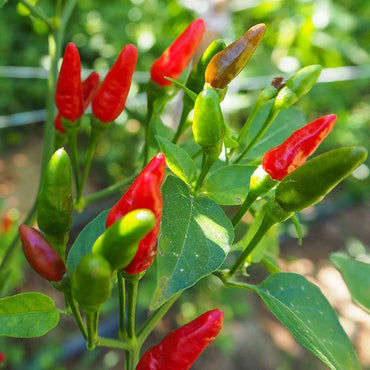 African Bird's Eye Pepper Capsicum Frutescens Vegetable Seeds for Planting in Kitchen Garden and Containers